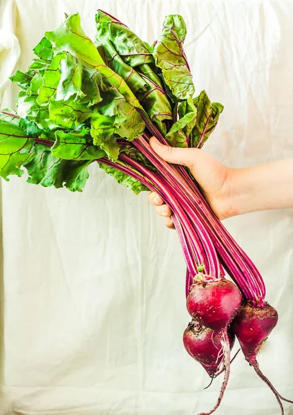 Ham organik kırmızı pancar ile bir elinde bir beyaz rustik bac üzerinde bırakır.