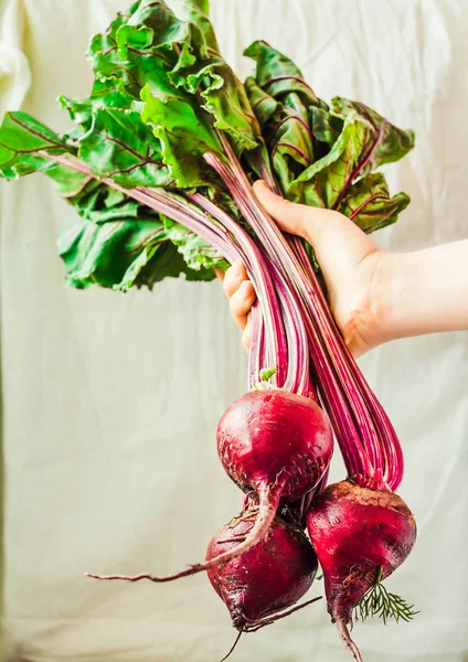 Ham organik kırmızı pancar ile bir elinde bir beyaz rustik bac üzerinde bırakır.