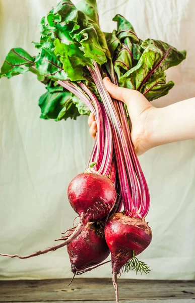 Raw organic beetroot with leaves in a hand on a white rustic bac — Stock Photo, Image