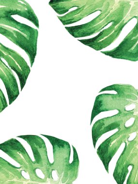 Düğün, doğum günü ve parfümler için beyaz zemin üzerinde tropikal yaprak canavarı olan suluboya çerçeve