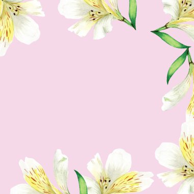 Alsrtromeria çiçekleriyle kusursuz suluboya yeşil ve pembe arka planda, düğün, tekstil, kağıt