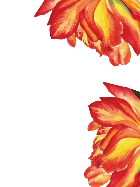 Akwarela Ramka Kwiatów Tulipan Białym Tle Kolorze Zielonym Pomarańczowym Ślub — Zdjęcie stockowe