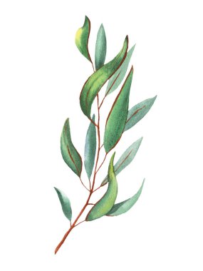 okaliptüs yaprakları suluboya, altın çizgiler, altın çerçeve, düğün, parfüm, yeşil, narin, akvaryum, aromaterapi, kır çiçeği, hatıra defteri, kağıt, süs eşyası