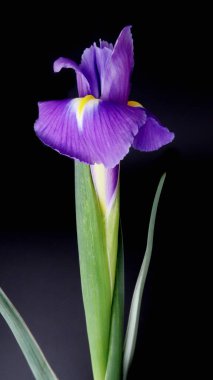   Siyah arka planda makrofoto iris çiçeği             