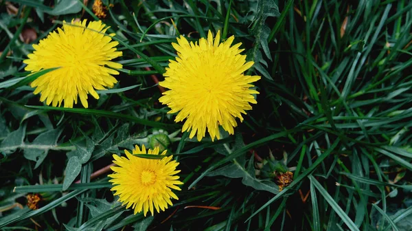 Желтый Одуванчик Цветет Изумрудной Траве — стоковое фото