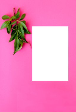  Pembe arka planda yaprakları olan dal, kart, çiçekçi, tatil                    