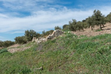 Zeytin ağaçlarının olduğu kırsal bir manzara. Trabuco 'lu Villanueva. Malaga. İspanya.
