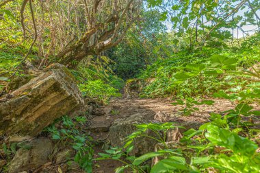 Granada 'daki Riofrio' nun harika yaşam alanında bitki örtüsü. İspanya.