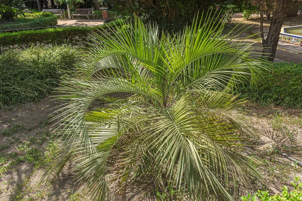 Picturesque View Palm Famous Park Malaga Spain — Stock Photo, Image