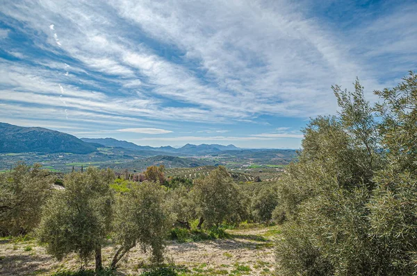 Paysage Oliviers Avec Fond Montagnes — Photo