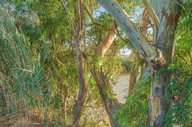 Ağız Guadalhorce Nehri 'nin Doğal Parkı' nın manzarası. Costa del Sol. Malaga. İspanya.