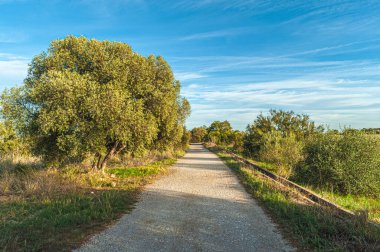 Ağız Guadalhorce Nehri 'nin Doğal Parkı' nın içindeki bir orman yolu manzarası. Costa del Sol. Malaga. İspanya.