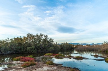 Ağız Guadalhorce Nehri 'nin Doğal Parkı' nda harika bir doğa var. Costa del Sol. Malaga. İspanya.