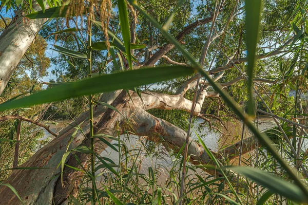 Ağız Guadalhorce Nehri 'nin Doğal Parkı' nın manzarası. Costa del Sol. Malaga. İspanya.