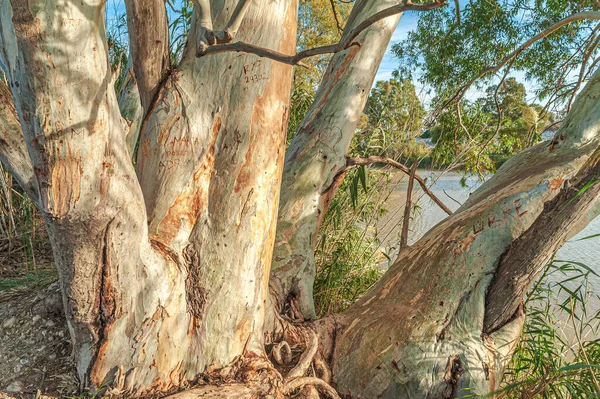 Ağız Guadalhorce Nehri 'nin Doğal Parkı' nın manzarası. Costa del Sol. Malaga. İspanya.