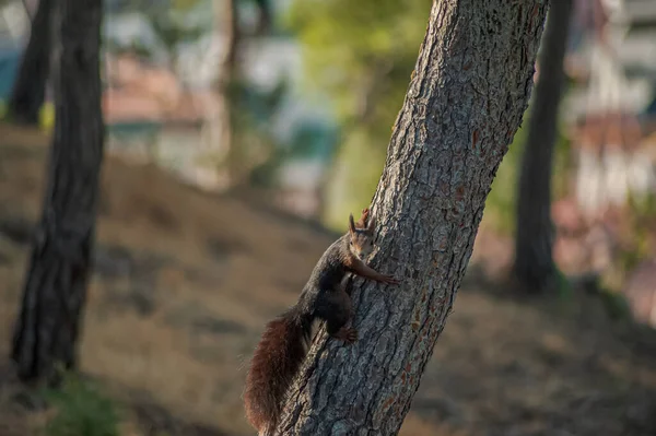 Schöne Streifenhörnchen Auf Baum Gibralfaro Malaga Spanien — Stockfoto