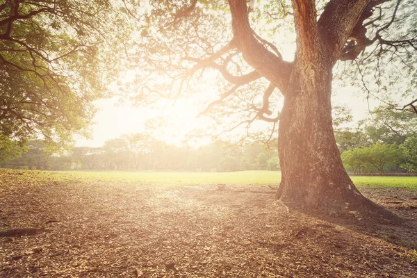 El árbol perfecto y la puesta de sol en el parque — Foto de Stock