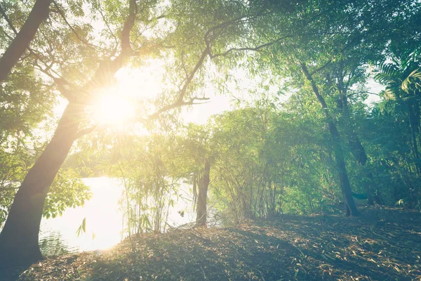 El viejo árbol grande y la puesta de sol en el parque — Foto de Stock