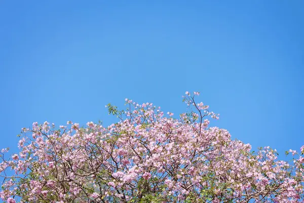 Die schöne Blume und blaublütig in der Natur — Stockfoto