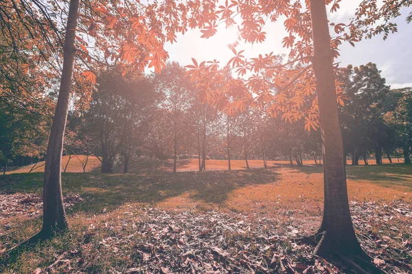 El árbol del paisaje y la luz del sol en el parque — Foto de Stock