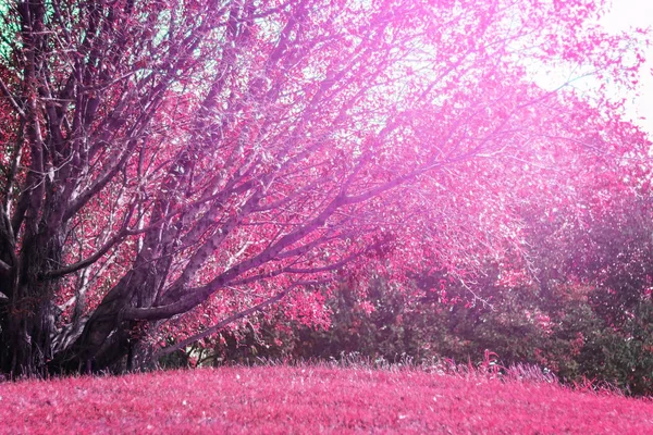 Landscapse ağaç ve güneş Park
