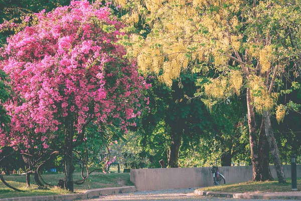 The perfect nature and big tree in park