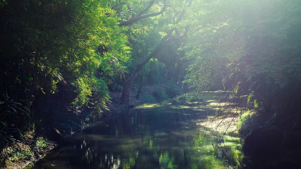 The perfect nature and big tree in park