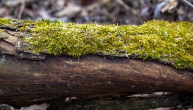 Yosun tutmuş bir ağaç.