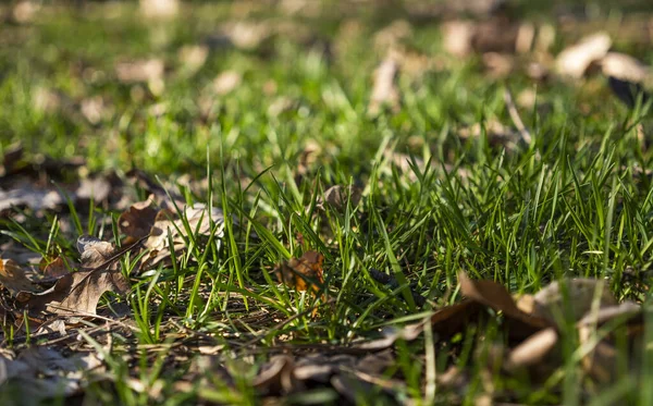 Hay Una Hierba Fresca Primavera Verde Campo Fotos De Stock Sin Royalties Gratis