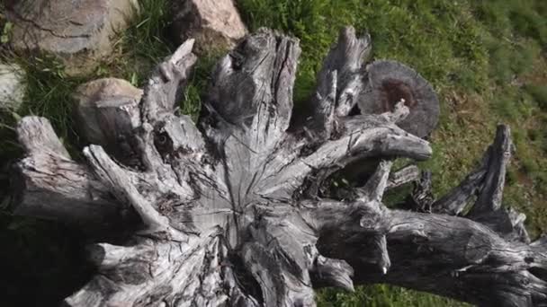 有根的漂亮干枯树桩 — 图库视频影像