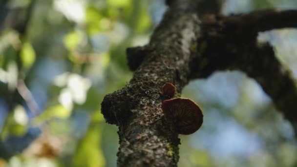 버섯으로 뒤덮인 자작나무의 — 비디오