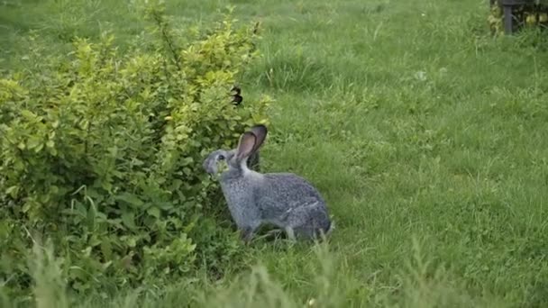 Los Conejos Comen Hierba Verde Naturaleza — Vídeo de stock