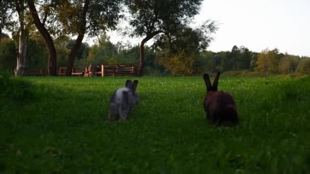 Tavşanlar Göl Kenarındaki Çimlerde Zıplıyorlar — Stok video