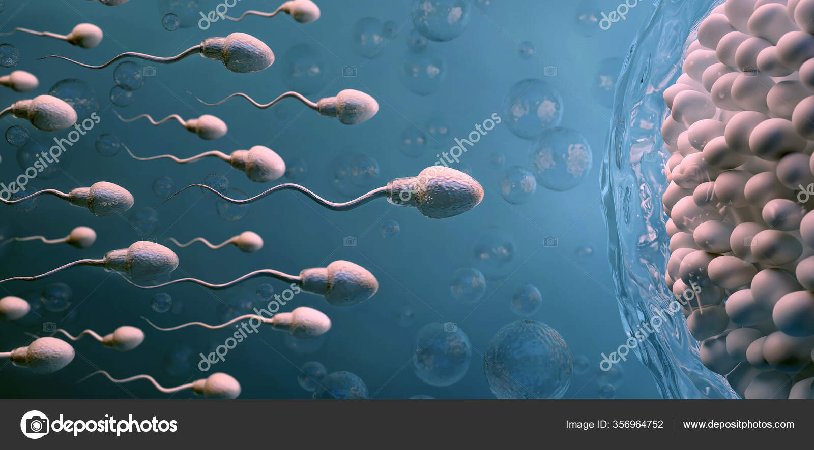 Spermatozoidlarni yalagan fotosuratlar