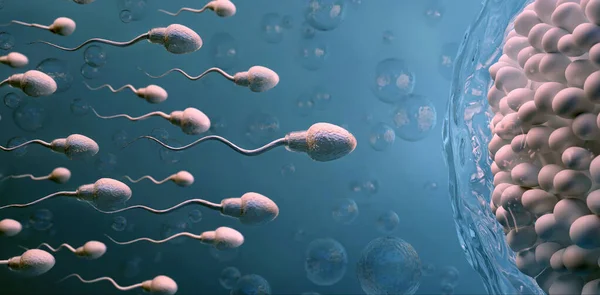 Sperma Und Eizelle Natürliche Befruchtung Illustration Auf Dunklem Hintergrund — Stockfoto