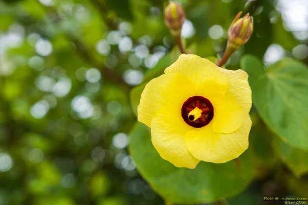 Bellissimo fiore giallo su sfondo verde natura — Foto Stock