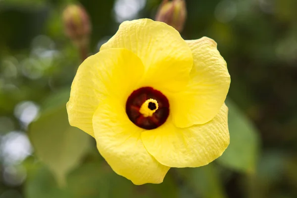 Hermosa flor amarilla sobre fondo verde de la naturaleza —  Fotos de Stock