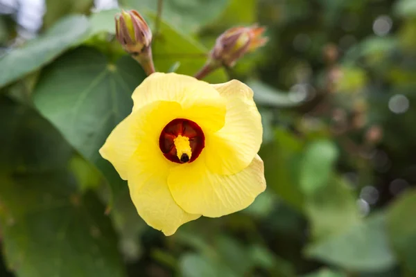 Hermosa flor amarilla sobre fondo verde de la naturaleza —  Fotos de Stock