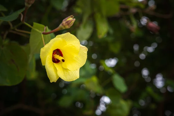 Mooie gele bloem op groene natuur achtergrond — Stockfoto