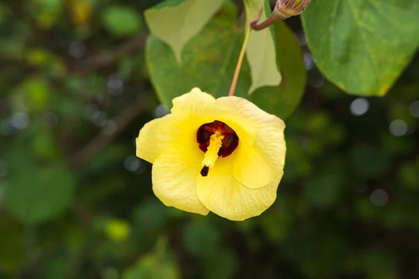 Hermosa flor amarilla sobre fondo verde de la naturaleza — Foto de Stock