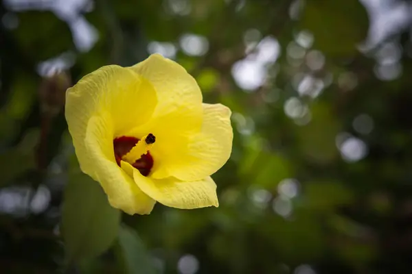 Belle fleur jaune sur fond vert nature — Photo