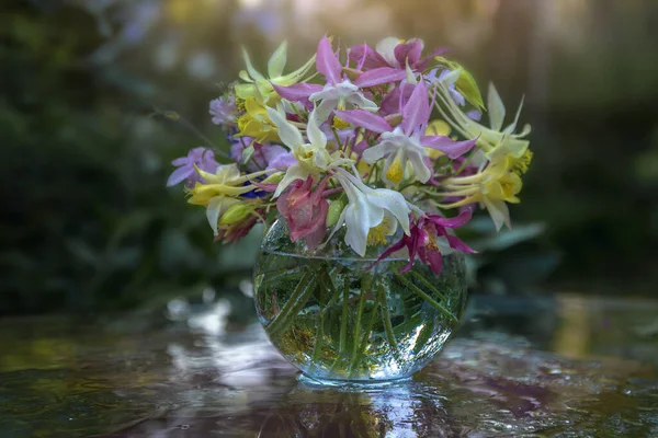 Bouquet Fleurs Multicolores Aquilegia Dans Une Tasse Rose Sur Escalier — Photo