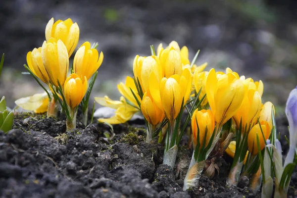 Krokusse wachsen unter Schnee an einem sonnigen Frühlingstag. — Stockfoto