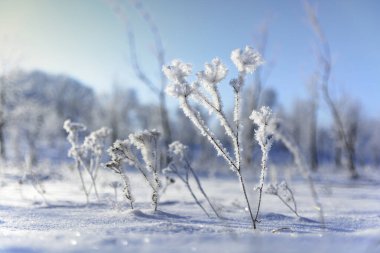 Beyaz kar ve ein ile kış arkaplanı