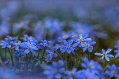 Mavi orman çuha çiçekleri. Pocheechnik. Bahar. Ahşap canlanır..