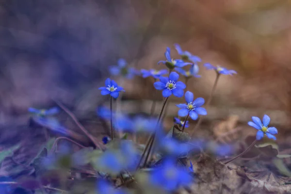 Blue forest primroses. Pocheechechnik. Spring.Wood revives. Royalty Free Stock Images