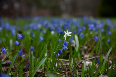 Mavi küçük çiçekler. Kapatma beni ve yeşil çimenler. Yaz günü