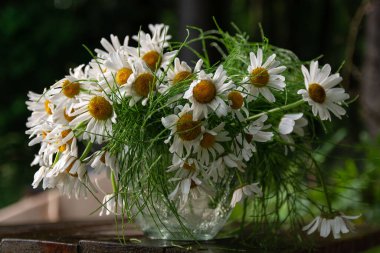 Bir buket beyaz papatya. Masadaki vazoda papatya çayı.