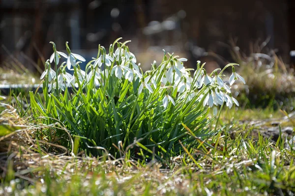 Gota de neve ou gota de neve comum Galanthus nivalis flores — Fotografia de Stock