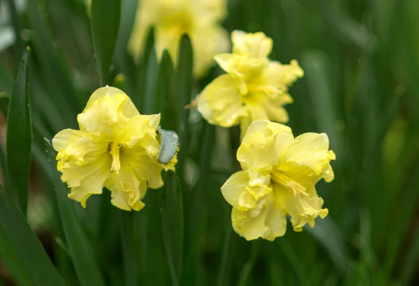 Flores narcisas amarillas florecen en primavera. Narcisos frescos. Narciso floreciente en el jardín. Fondo de primavera con hermosos narcisos . —  Fotos de Stock
